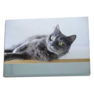 fotoplatno z fotky mačky