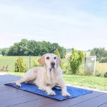 ochladzovacia pomocka pre psa