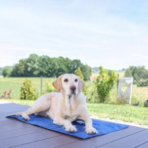 ochladzovacia pomocka pre psa