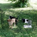 výbeh pre šteniatko